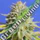 25 UND FEM - GORILLA GLUE 4 * ORIGINAL SENSIBLE 25 UND FEMINIZADAS