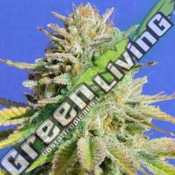 25 UND FEM - GORILLA GLUE 4 * ORIGINAL SENSIBLE 25 UND FEMINIZADAS