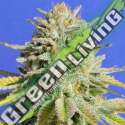 25 UND FEM - GORILLA GLUE 4 * ORIGINAL SENSIBLE 25 UND FEMINIZADAS