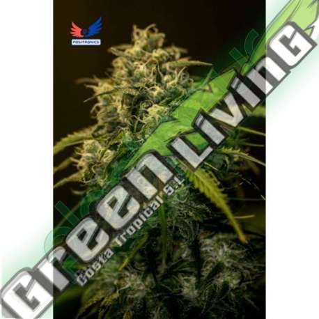 1 UND FEM - JACK DIESEL CBD * POSITRONICS 1 UND FEMINIZADA