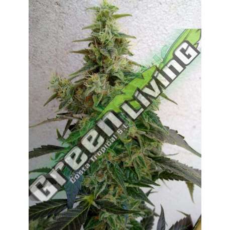 5 UND FEM - DIESELTONIC * RESIN SEEDS 5 UND FEMINIZADAS