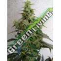 5 UND FEM - DIESELTONIC * RESIN SEEDS 5 UND FEMINIZADAS