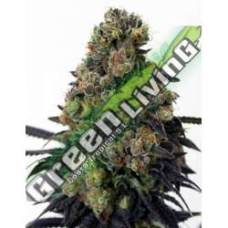 1 UND FEM - ACID DOUGH * RIPPER SEEDS 1 UND FEMINIZADA