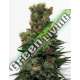 1 UND FEM - RIPPER BADAZZ * RIPPER SEEDS 1 UND FEMINIZADA