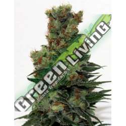 1 UND FEM - RIPPER BADAZZ * RIPPER SEEDS 1 UND FEMINIZADA