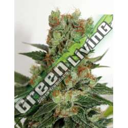 1 UND FEM - FUEL OG * RIPPER SEEDS 1 UND FEMINIZADA