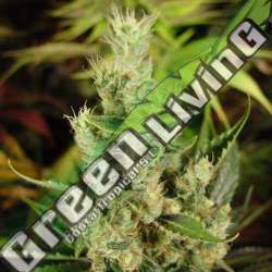 3 UND FEM - AMNESIA HAZE * SOMA SEEDS 3 UND FEMINIZADAS