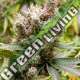 10 UND FEM - SOMALICIOUS * SOMA SEEDS 10 UND FEMINIZADAS