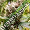 10 UND FEM - SOMALICIOUS * SOMA SEEDS 10 UND FEMINIZADAS