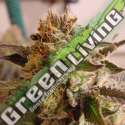 10 UND FEM - SO G KUSH * SOMA SEEDS 10 UND FEMINIZADAS