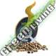 3 UND FEM - AMNESIA * SUPER STRAINS 3 UND FEMINIZADAS