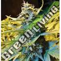 2 UND FEM - AUTO NORTHERN HOG * T.H. SEEDS 2 UND FEMINIZADAS