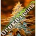 2 UND FEM - STRAWBERRY GLUE * T.H. SEEDS 2 UND FEMINIZADAS