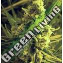 5 UND FEM - CRITICAL HOG * T.H. SEEDS 5 UND FEMINIZADAS