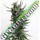 5 UND FEM - AUTO CRITICAL HOG * T.H. SEEDS 5 UND FEMINIZADAS