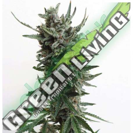 5 UND FEM - AUTO CRITICAL HOG * T.H. SEEDS 5 UND FEMINIZADAS