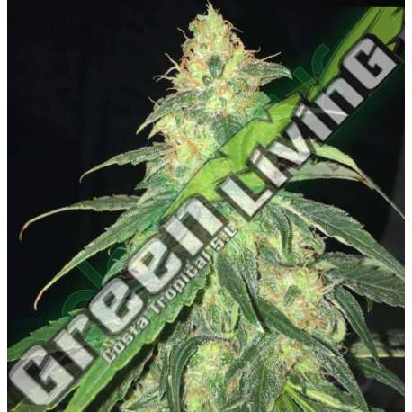 5 UND FEM - S.A.G.E. CBD * T.H. SEEDS 5 UND FEMINIZADAS