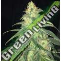 5 UND FEM - S.A.G.E. CBD * T.H. SEEDS 5 UND FEMINIZADAS