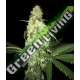 5 UND REG - AFGHANIBERRY * T.H. SEEDS 5 UND REGULARES