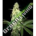 5 UND REG - AFGHANIBERRY * T.H. SEEDS 5 UND REGULARES