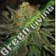 10 UND FEM - BUBBLEGUM * T.H. SEEDS 10 UND FEMINIZADAS