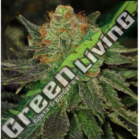 10 UND FEM - BUBBLEGUM * T.H. SEEDS 10 UND FEMINIZADAS