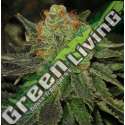 10 UND FEM - BUBBLEGUM * T.H. SEEDS 10 UND FEMINIZADAS