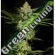 50 UND FEM - UNDERDAWG KUSH * T.H. SEEDS 50 UND FEMINIZADAS