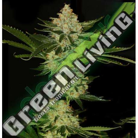 50 UND FEM - UNDERDAWG KUSH * T.H. SEEDS 50 UND FEMINIZADAS