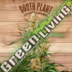 3 UND FEM - SOUTH PLANT * THE PLANT ORGANIC SEEDS 3 UND FEM