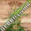 3 UND FEM - SOUTH PLANT * THE PLANT ORGANIC SEEDS 3 UND FEM