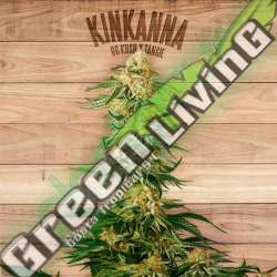 3 UND FEM - KINKANNA * THE PLANT ORGANIC SEEDS 3 UND FEM