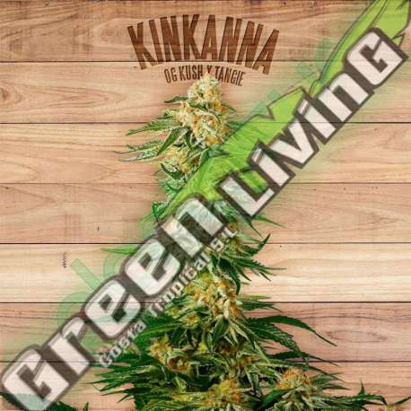 3 UND FEM - KINKANNA * THE PLANT ORGANIC SEEDS 3 UND FEM