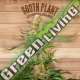 5 UND FEM - SOUTH PLANT * THE PLANT ORGANIC SEEDS 5 UND FEM