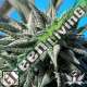 5 UND REG - AUTO TAO BLUEBERRY * TOP TAO SEEDS 5 UND REGULARES