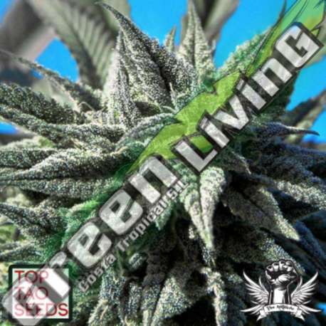 5 UND REG - AUTO TAO BLUEBERRY * TOP TAO SEEDS 5 UND REGULARES