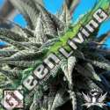 5 UND REG - AUTO TAO BLUEBERRY * TOP TAO SEEDS 5 UND REGULARES