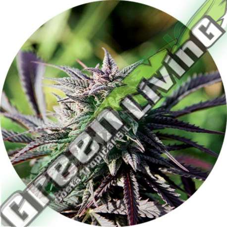 10 UND REG - TAO PURPLE * TOP TAO SEEDS 10 UND REGULARES