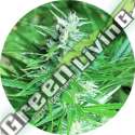 10 UND REG - HAZE AUTO TAO * TOP TAO SEEDS 10 UND REGULARES