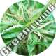 10 UND REG - SATIVA SAMADHI * TOP TAO SEEDS 10 UND REGULARES