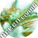 10 UND REG - EARLY SATIVA * TOP TAO SEEDS 10 UND REGULARES