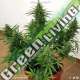 1 UND FEM - NORTHERN LIGHT AUTO * VENUS GENETIC 1 UND FEMINIZADAS