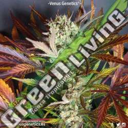 1 UND FEM - RED SKUNK AUTO * VENUS GENETIC 1 UND FEMINIZADAS