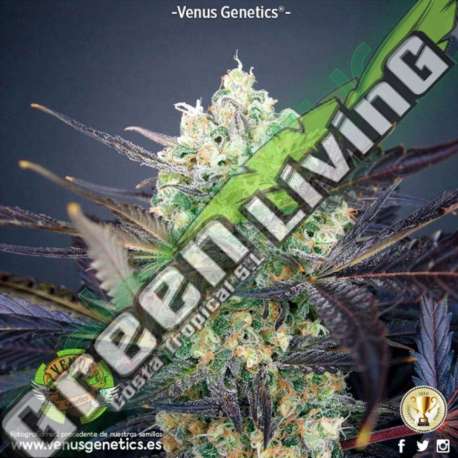 3 UND FEM - SUPER CHEESE HAZE * VENUS GENETIC 3 UND FEMINIZADAS