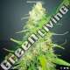 5 UND FEM - JACK ATTACK * VENUS GENETIC 5 UND FEMINIZADAS