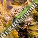 5 UND FEM - KAMIKHAZE * VENUS GENETIC 5 UND FEMINIZADAS