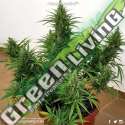 10 UND FEM - NORTHERN LIGHT AUTO * VENUS GENETIC 10 UND FEMINIZADAS