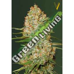 3 UND FEM - AUTO AMNESIUM * VICTORY SEEDS FEMINIZADA 3 UND