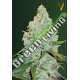 3 UND FEM - AUTO AMNESIA HAZE * VICTORY SEEDS FEMINIZADA 3 UND