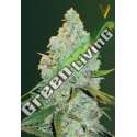 3 UND FEM - AUTO AMNESIA HAZE * VICTORY SEEDS FEMINIZADA 3 UND